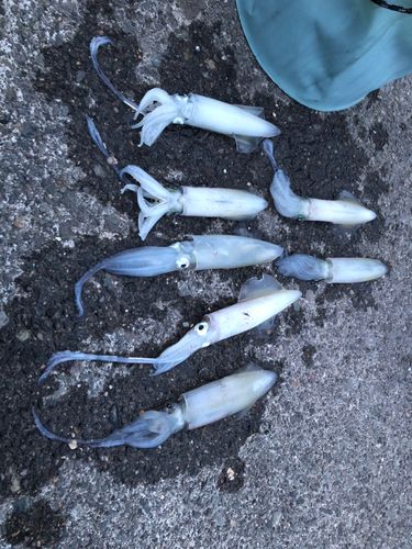 マメイカの釣果