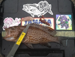 オオモンハタの釣果