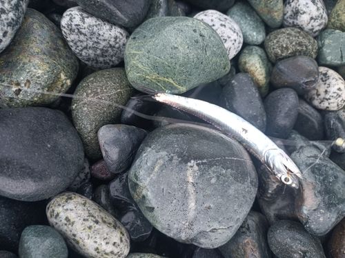 カタクチイワシの釣果