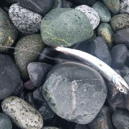 カタクチイワシ