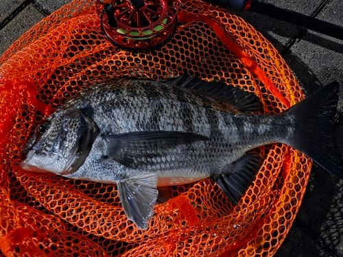 釣果