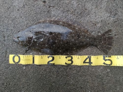 ヒラメの釣果