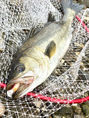 フッコ（マルスズキ）の釣果
