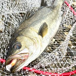 フッコ（マルスズキ）