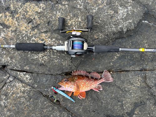 カサゴの釣果