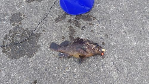 ムラソイの釣果