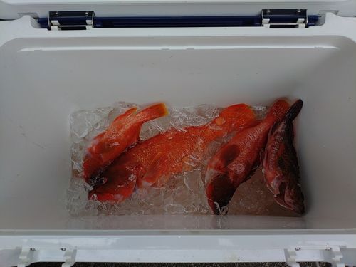 アカハタの釣果