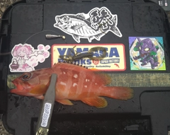 アカハタの釣果