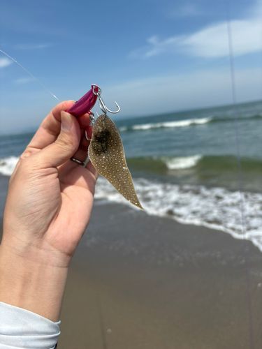 シタビラメの釣果