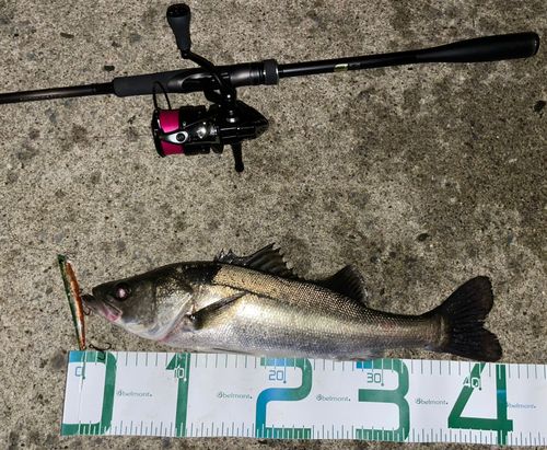 シーバスの釣果