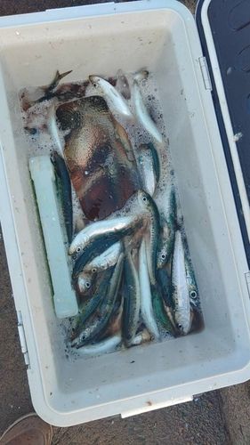 イワシの釣果
