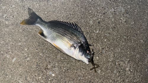キビレの釣果