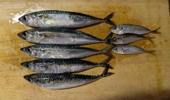 釣果