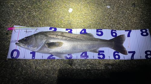 シーバスの釣果