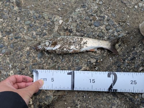 ウグイの釣果