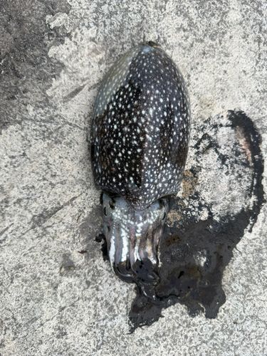 コウイカの釣果