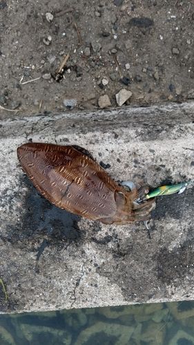 モンゴウイカの釣果