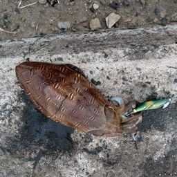 モンゴウイカ