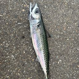 サバ