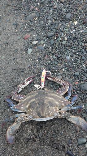 ワタリガニの釣果