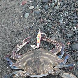 ワタリガニ