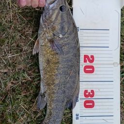 スモールマウスバス