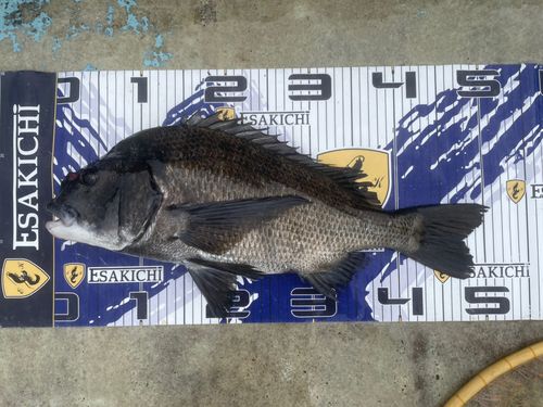 クロダイの釣果