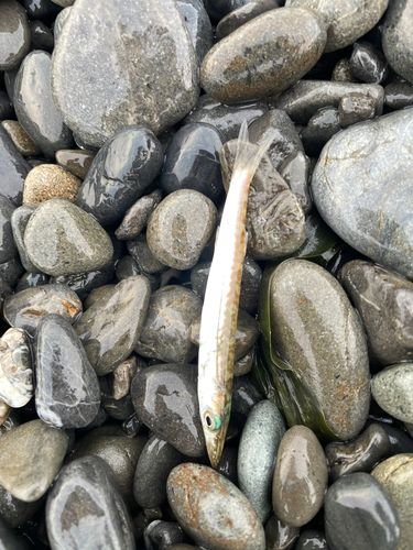 カマスの釣果