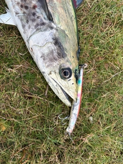 サワラの釣果