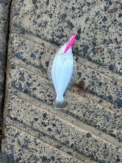 ソゲの釣果