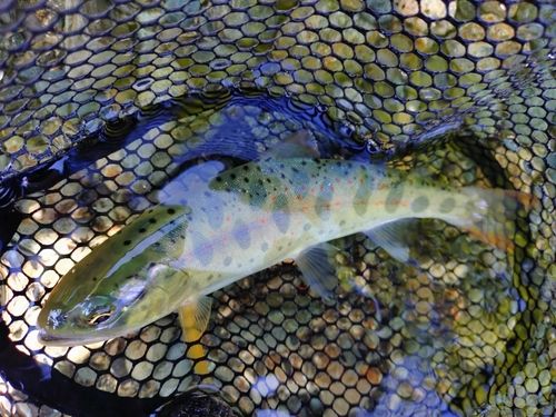 アマゴの釣果