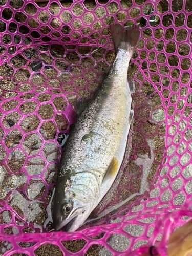 ヤマメの釣果