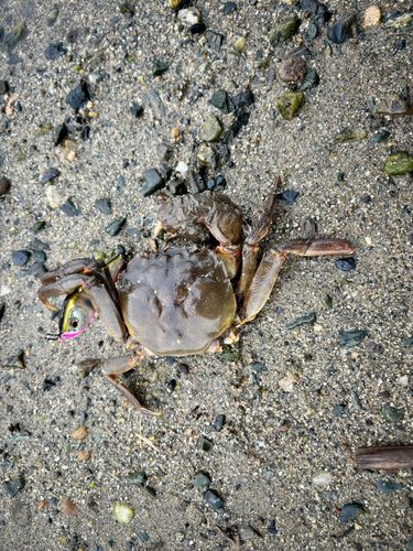 モクズガニの釣果