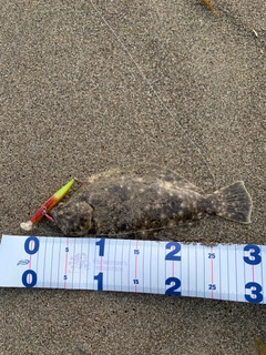 ソゲの釣果