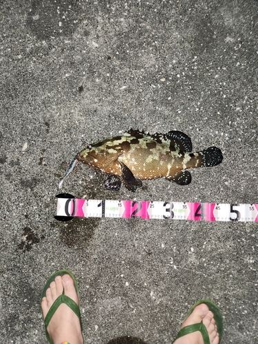 マダラハタの釣果