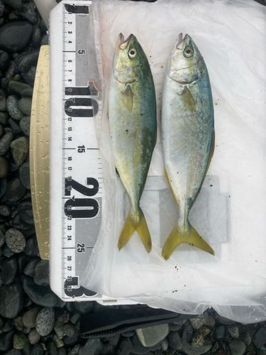 ワカシの釣果