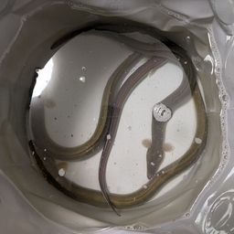 ウナギ