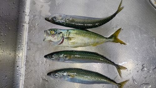 サバの釣果