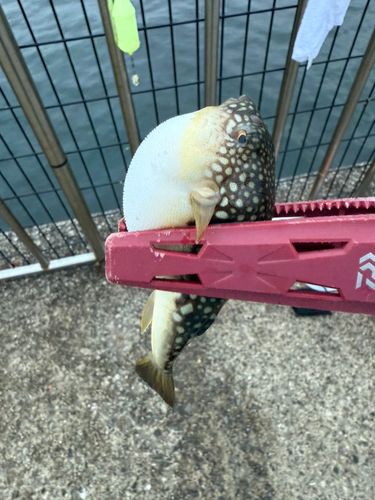 フグの釣果