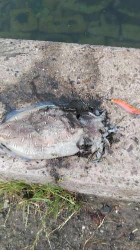 モンゴウイカの釣果