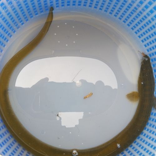ウナギの釣果