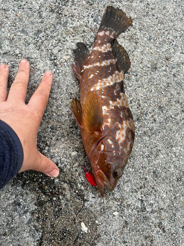 キジハタの釣果