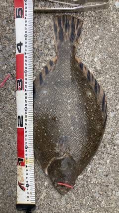 マツカワの釣果