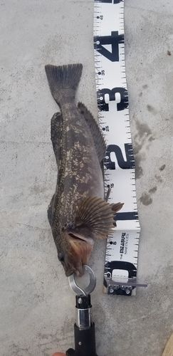 アイナメの釣果