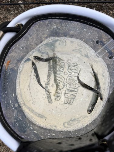 カタクチイワシの釣果