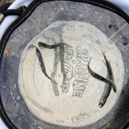 カタクチイワシ