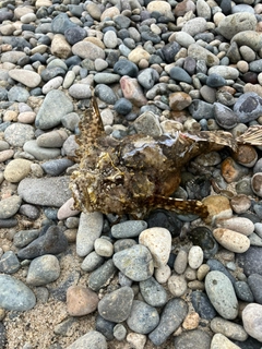 オニオコゼの釣果