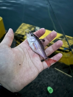 クロホシイシモチの釣果