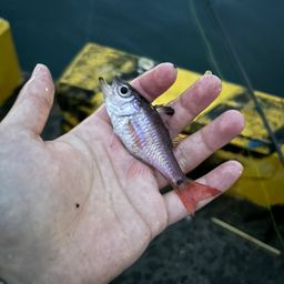 クロホシイシモチ