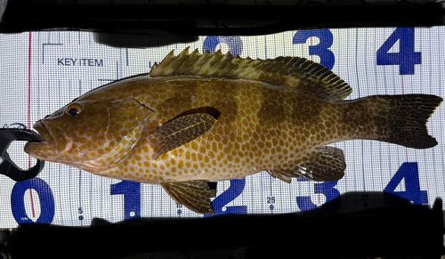 オオモンハタの釣果